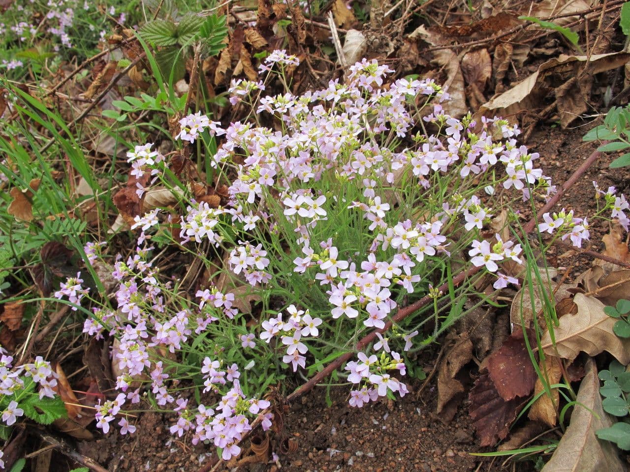 Arabetta sabbiola 12