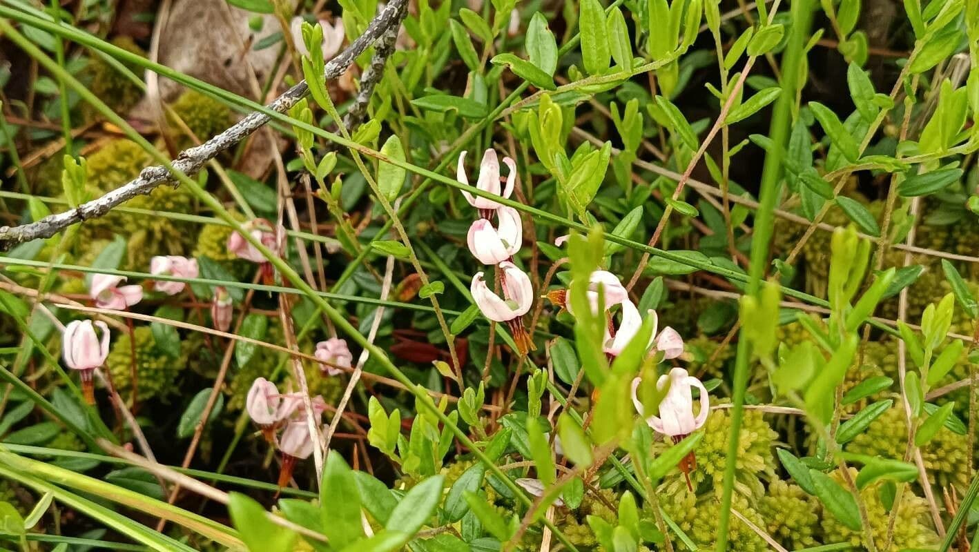 Ossicocco 7
