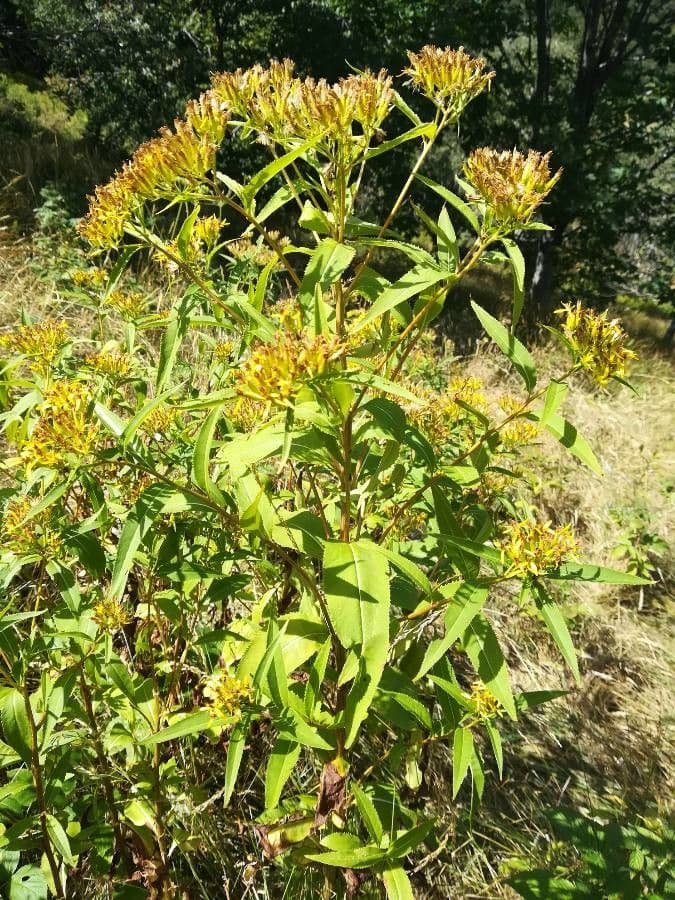 Senecio 7