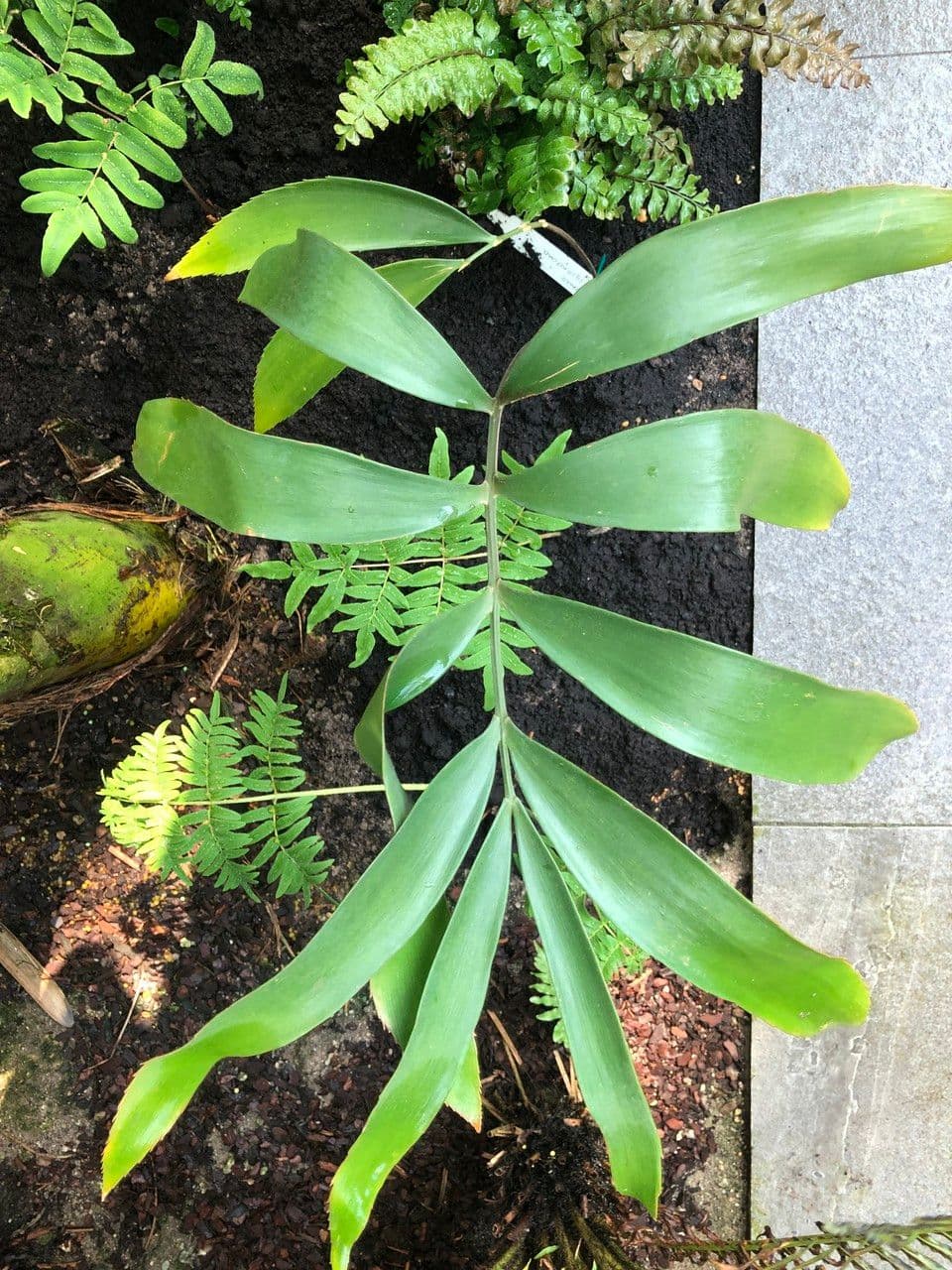 Zamia 9