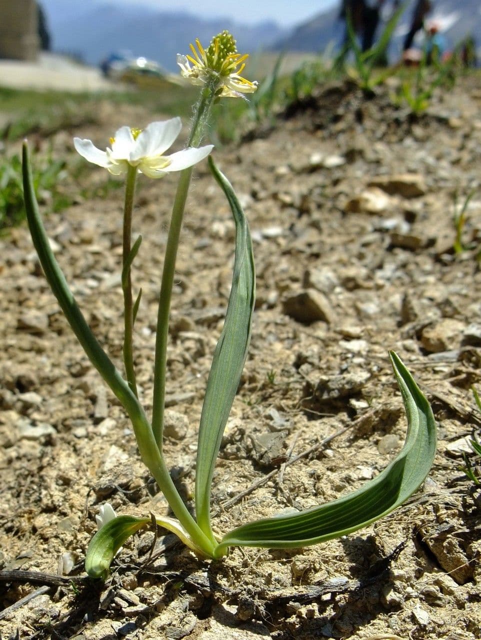 Jaskier Küpfera 14