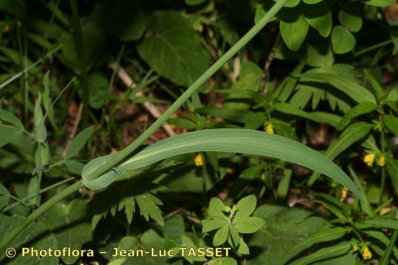 Bupleuro 10