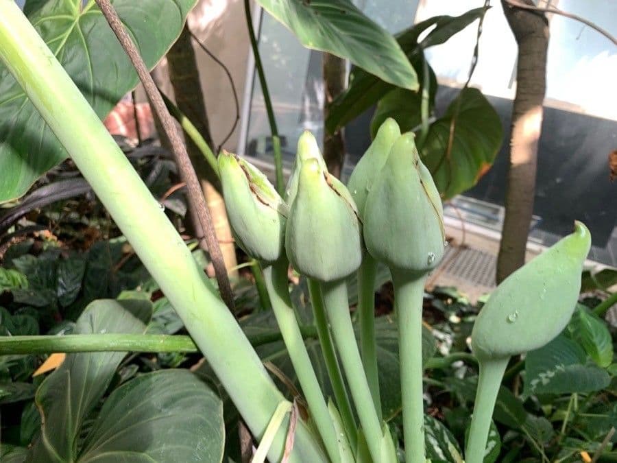 Taro 8