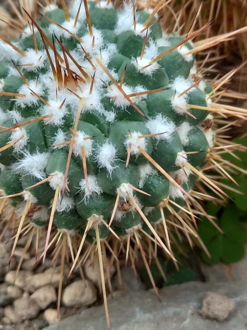 Mammillaria 18