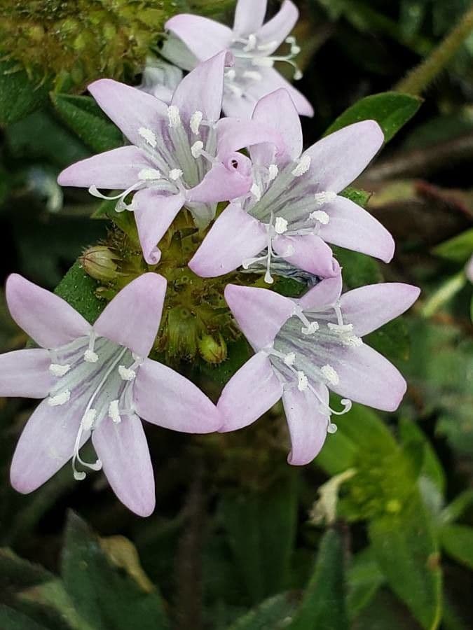 Richardia scabra 8