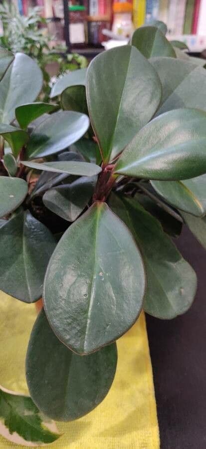Peperomia 7