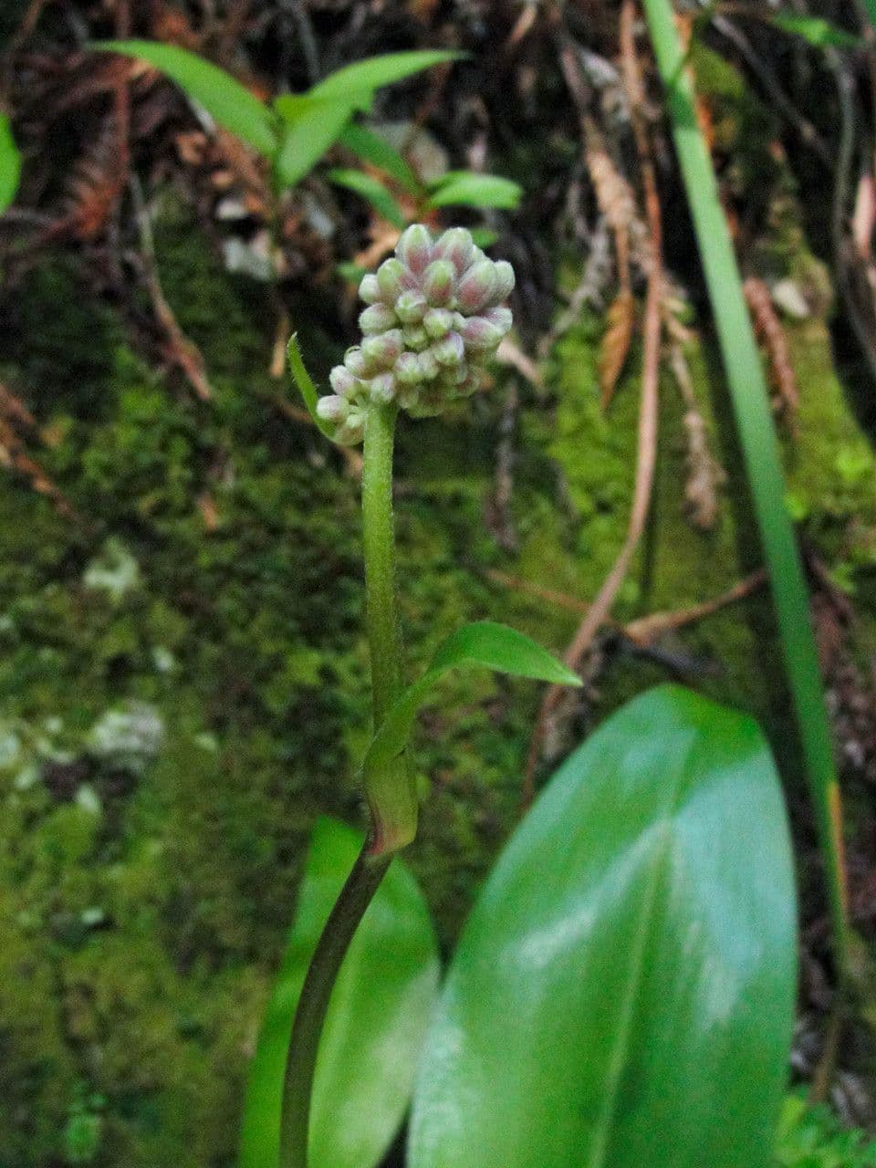 Klintonia 14