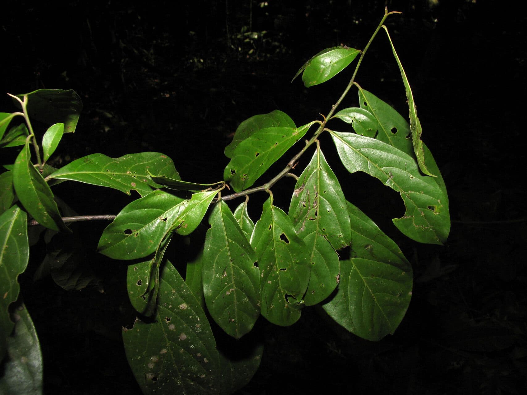 Ocotea 3