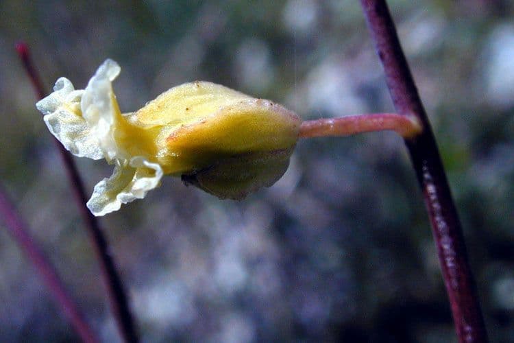 Streptanthus 5