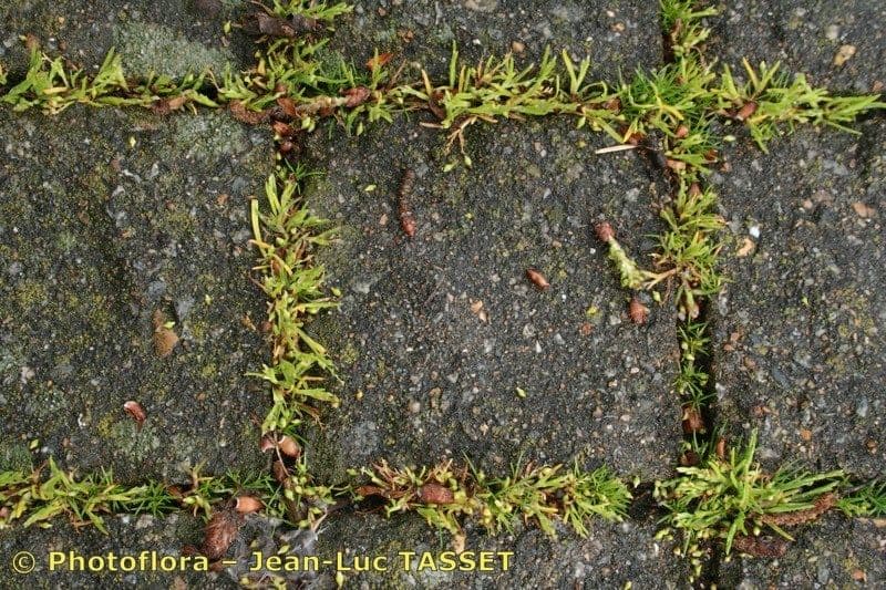 Knäuelgras 13