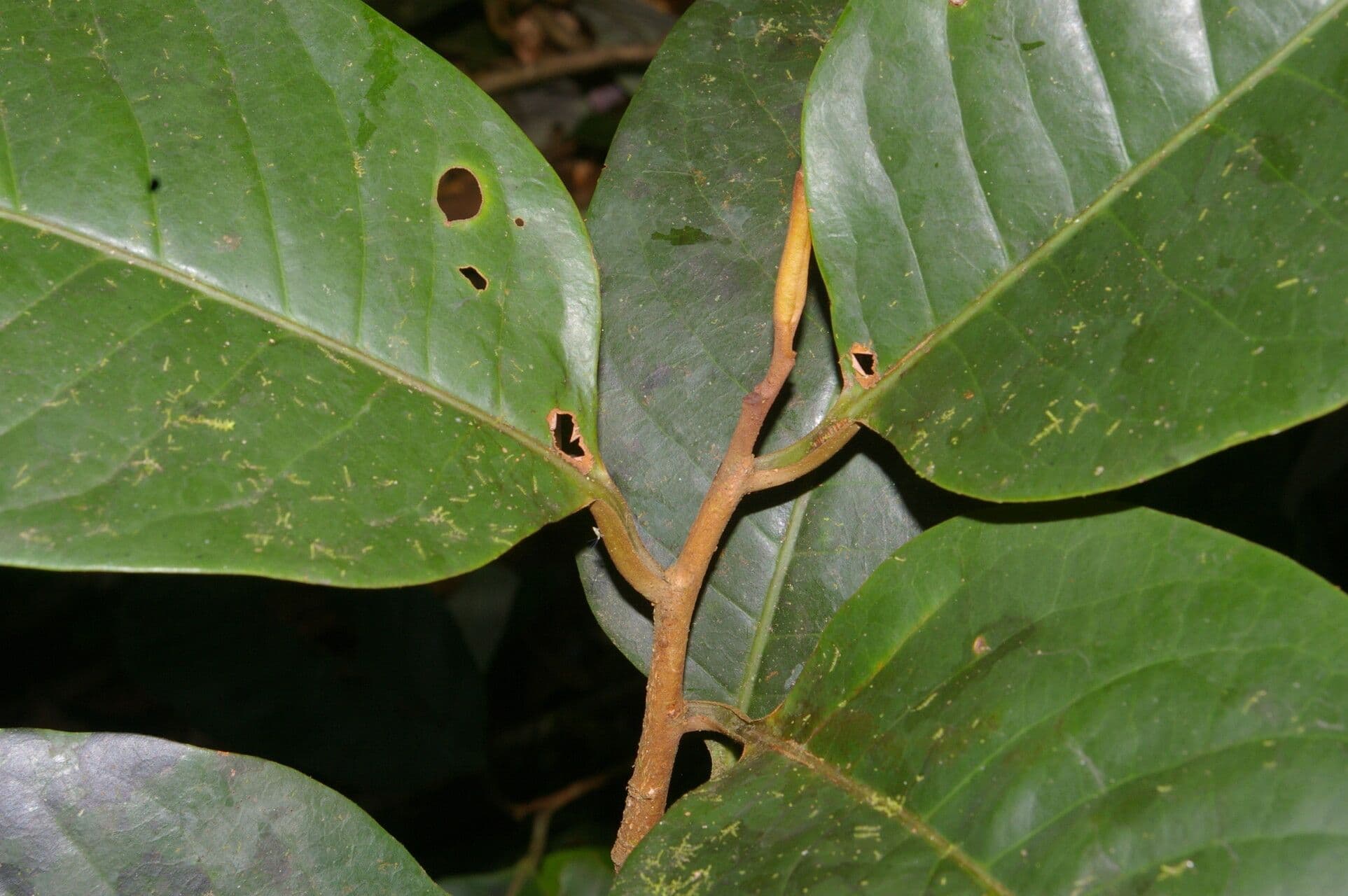 Otoba novogranatensis 19