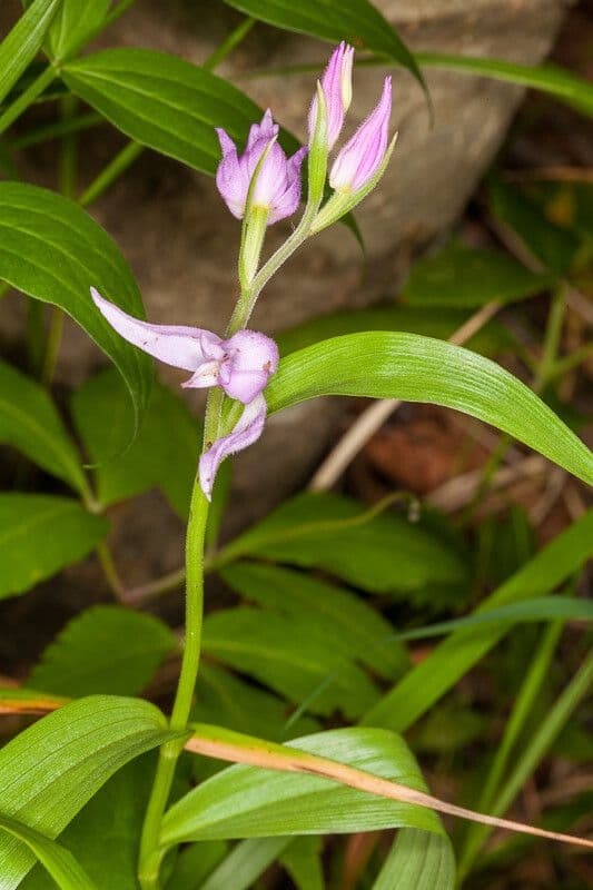 Cefalantera roja 23