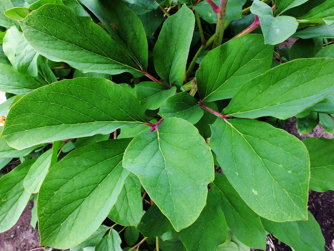 Peonia cinese 11