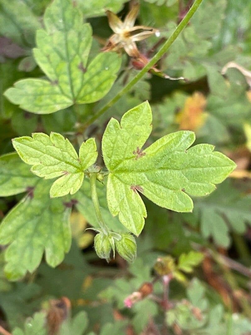 Bocianik 19