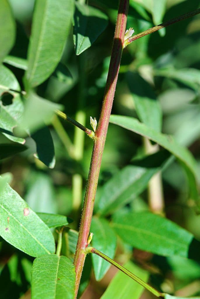 Desmodium paniculatum 24