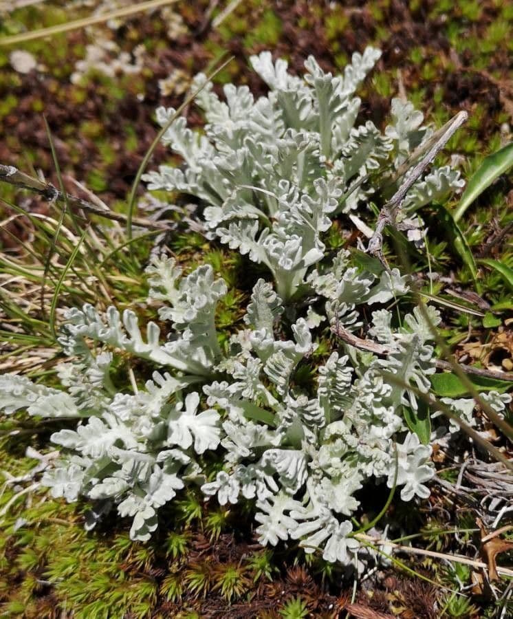 Senecio grigio 20