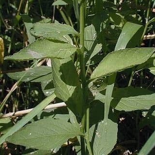 Iodanthus 7