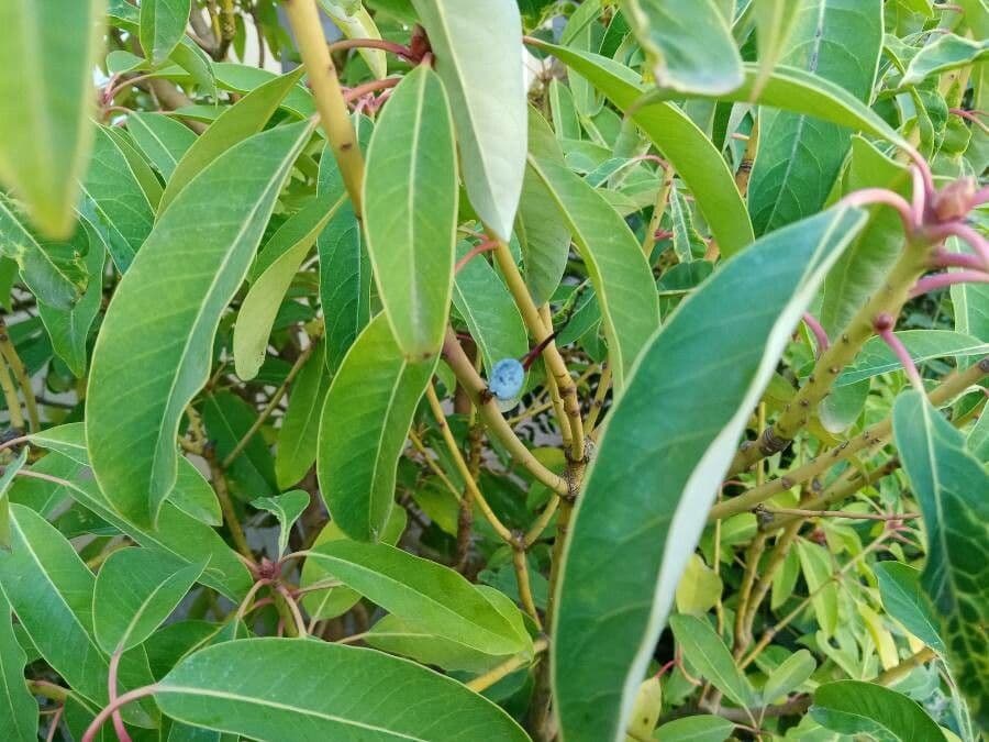 Daphniphyllum 11