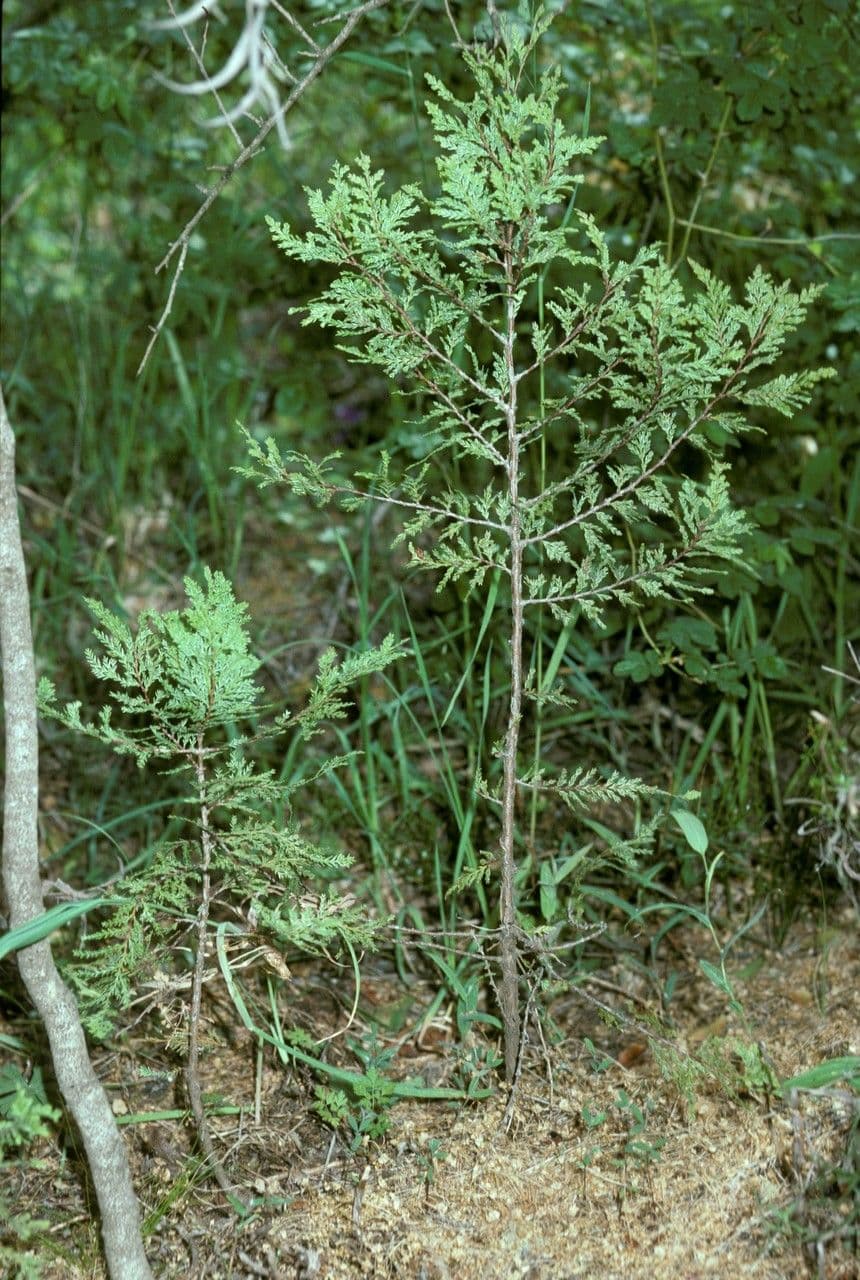 Cedro del Cile 9