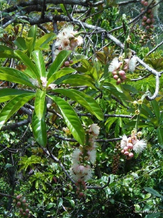 Barringtonia 10