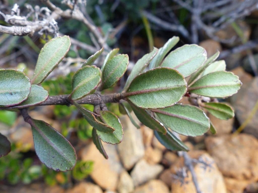 Cunonia 10