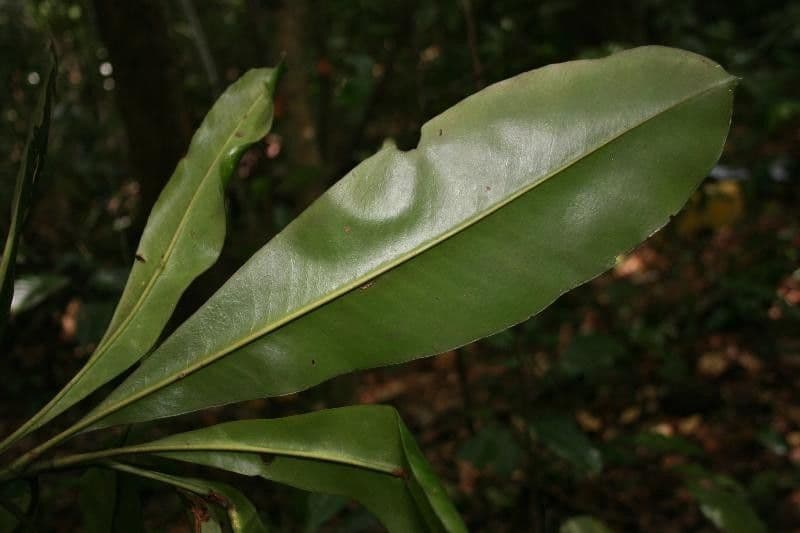 Rhabdodendron 6