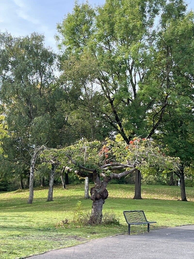 Chinese bush cherry 8