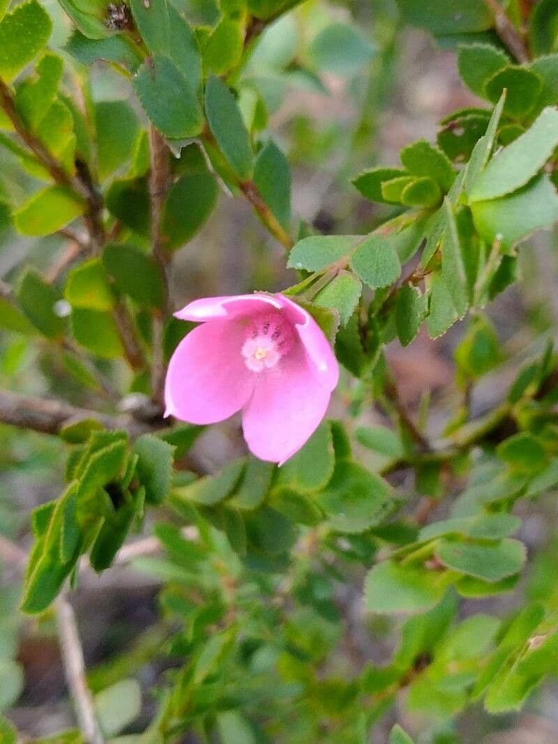 Boronia aserrada 3