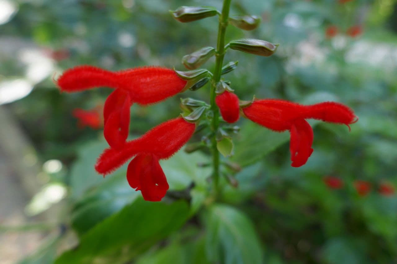 Salvia