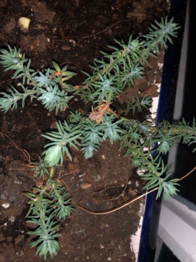 Borracina annuale 13