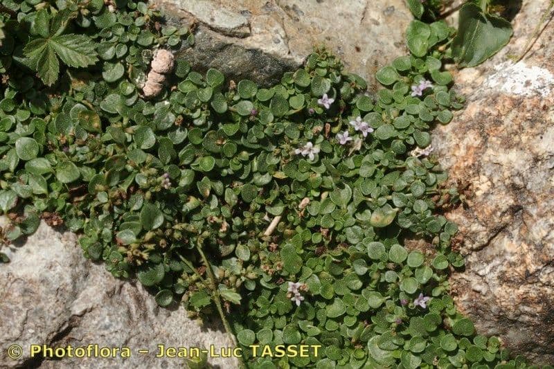 Menta corsa 9