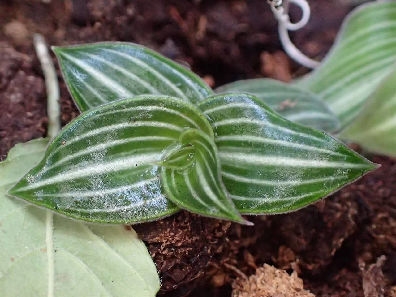 Callisia 9