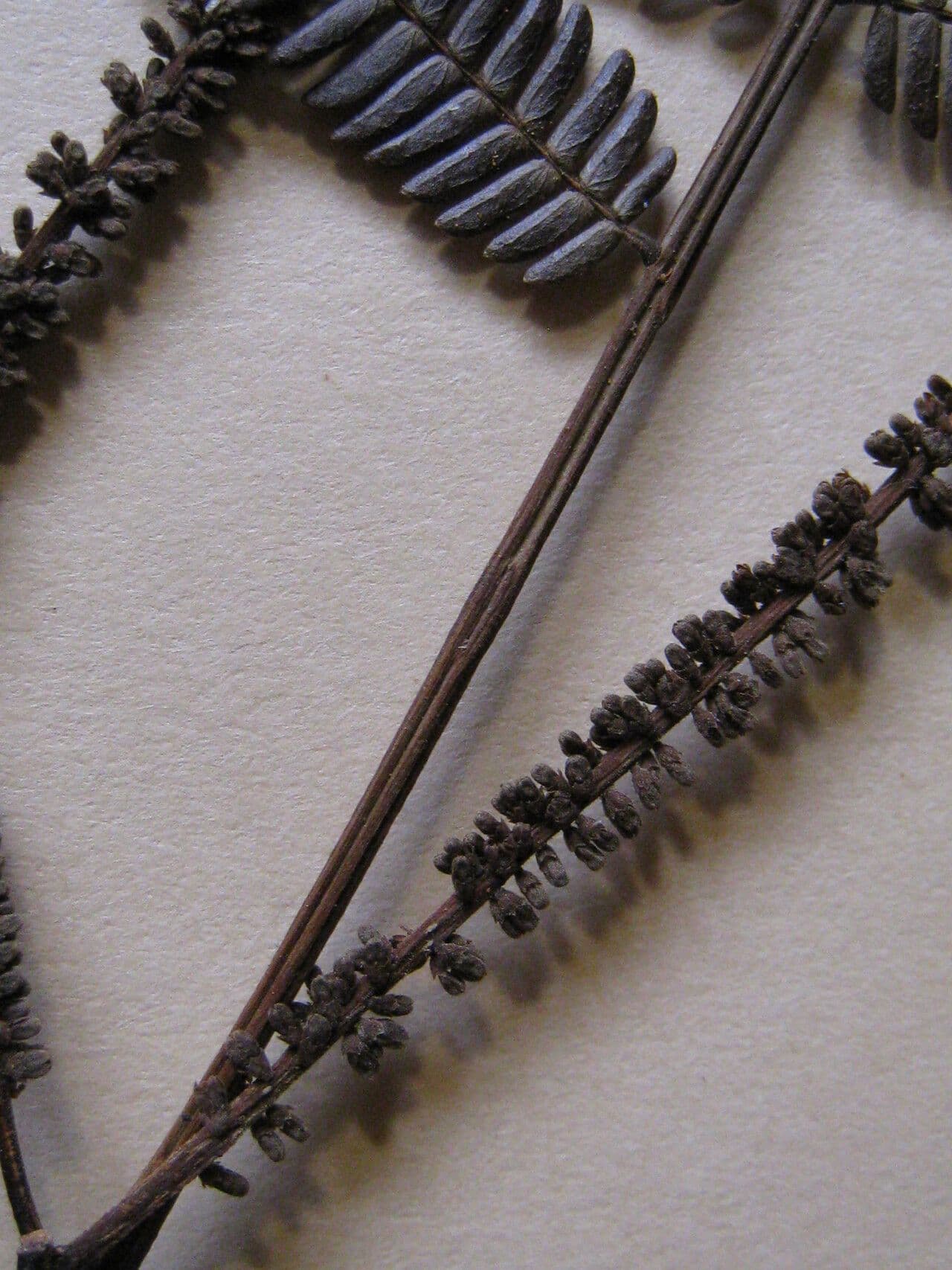 Pseudopiptadenia 5