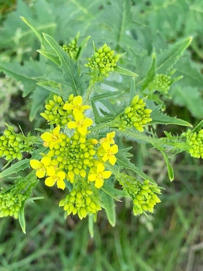 Loesels Rauke 8
