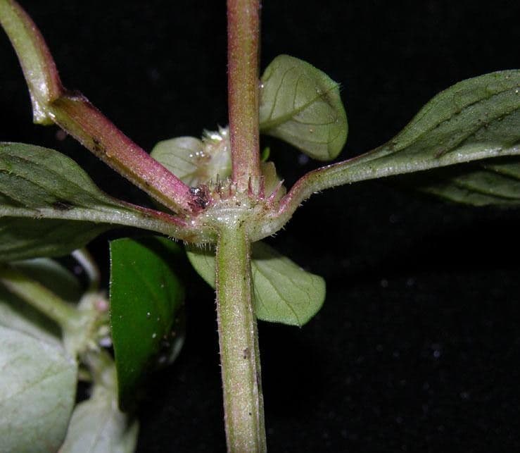Spermacoce prostrata 12