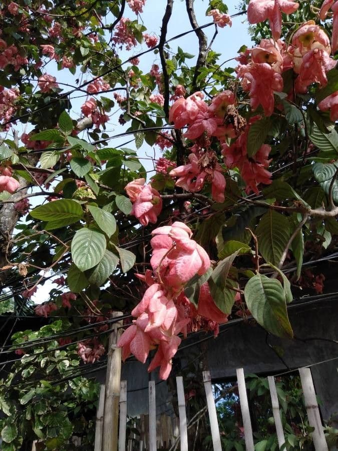 Mussaenda philippica 23