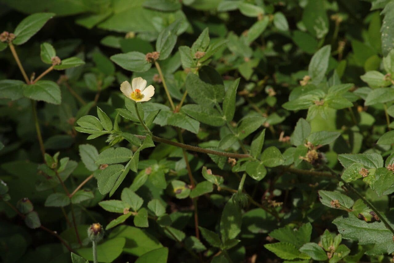 Kallstroemia