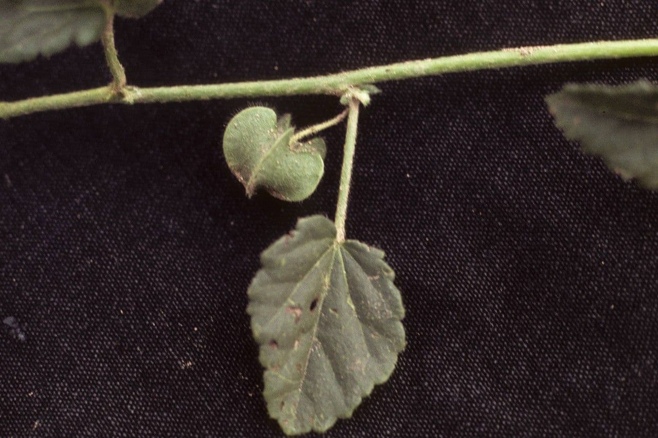 Rhynchosida