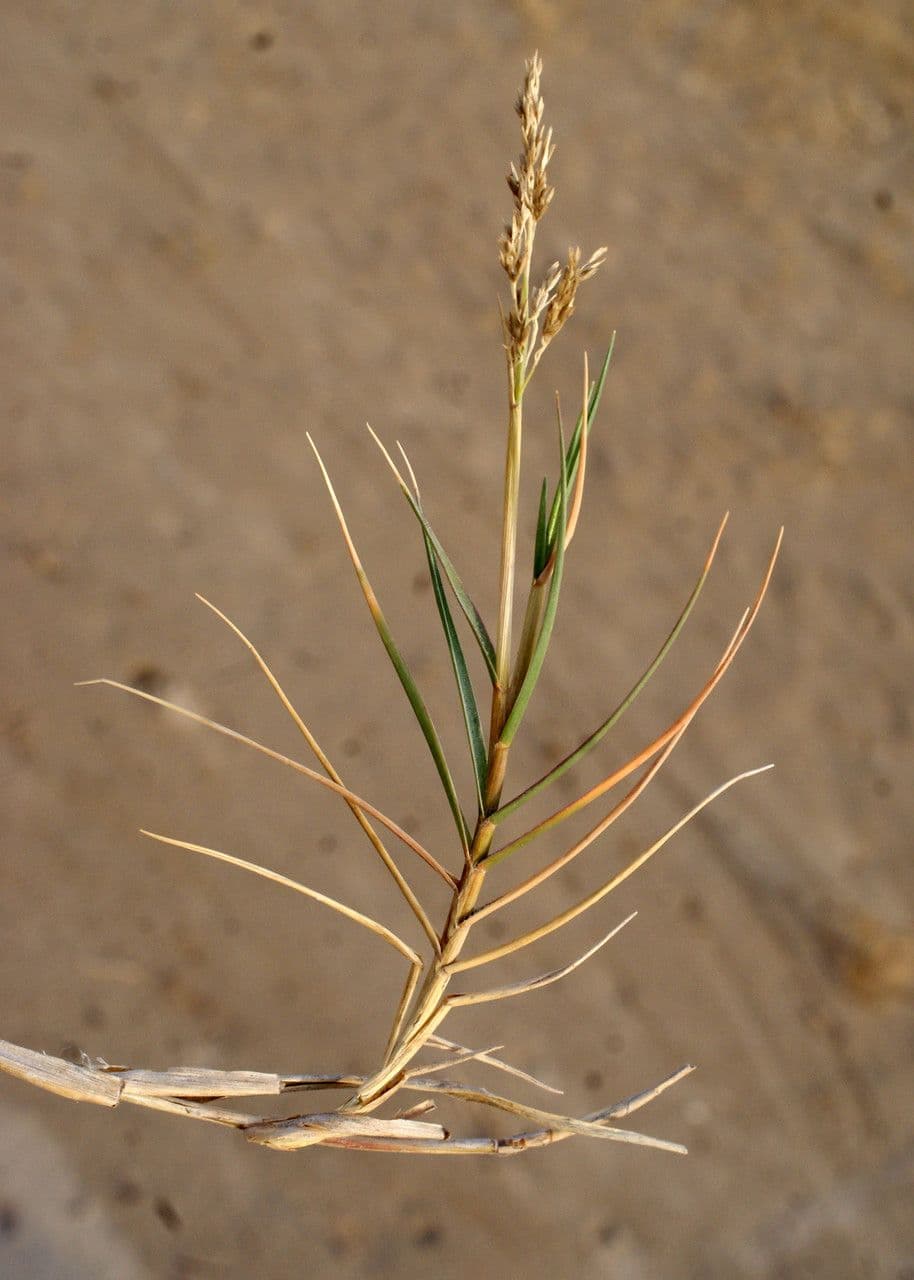 Aeluropus 13