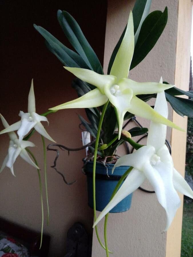 Orchidea di Darwin 4