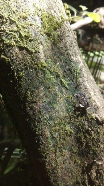 Atractocarpus 6