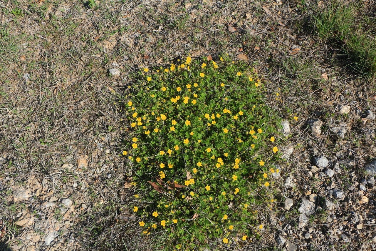 Potentilla 8