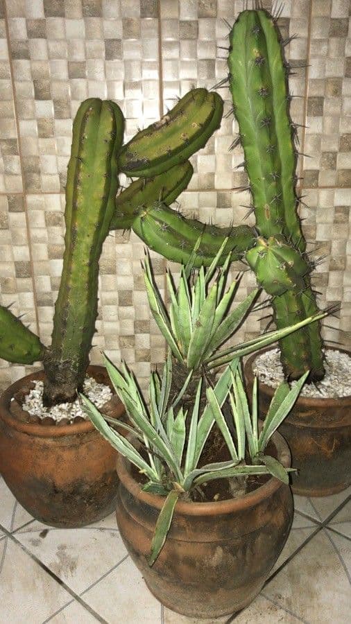 Agave lechuguilla 16