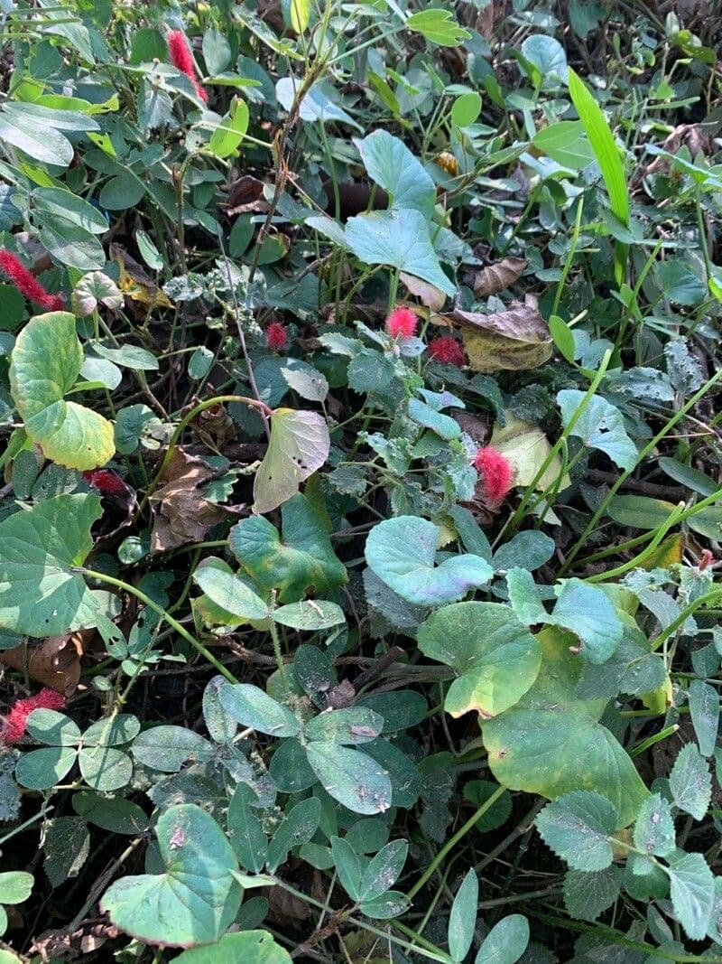 Acalypha 3