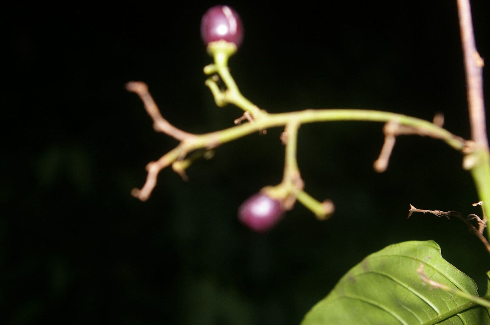 Cestrum strapcovité 5