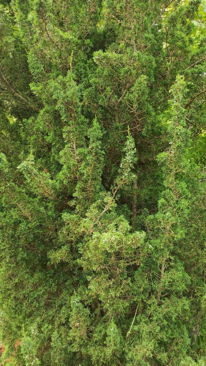 Atlantic white cypress 4