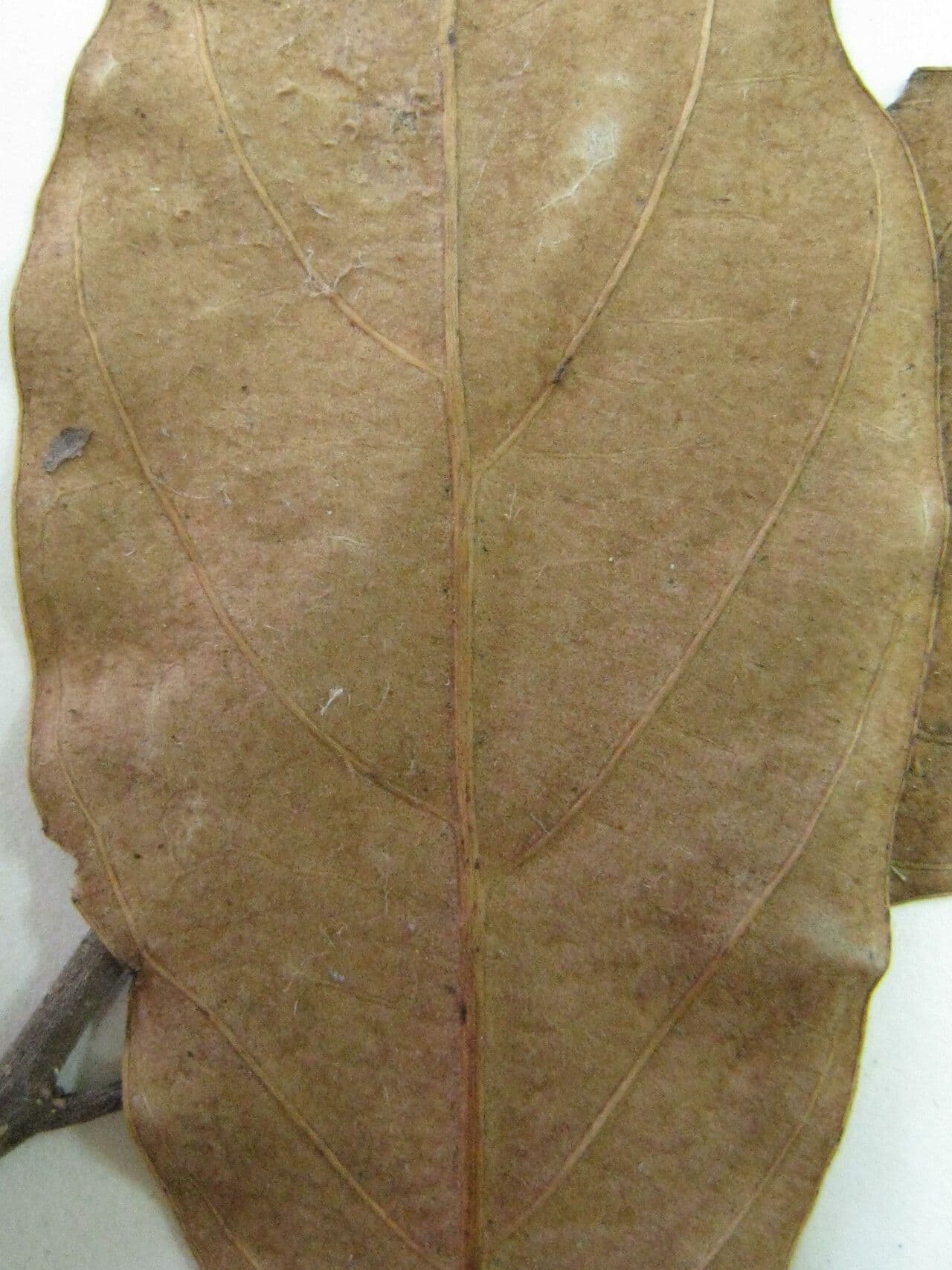 Licania 8