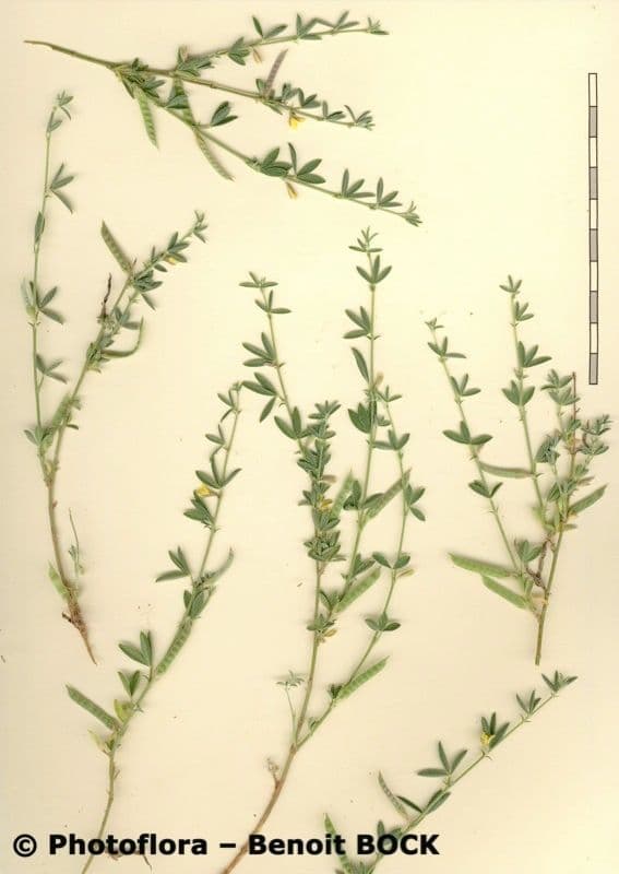 Argyrolobium