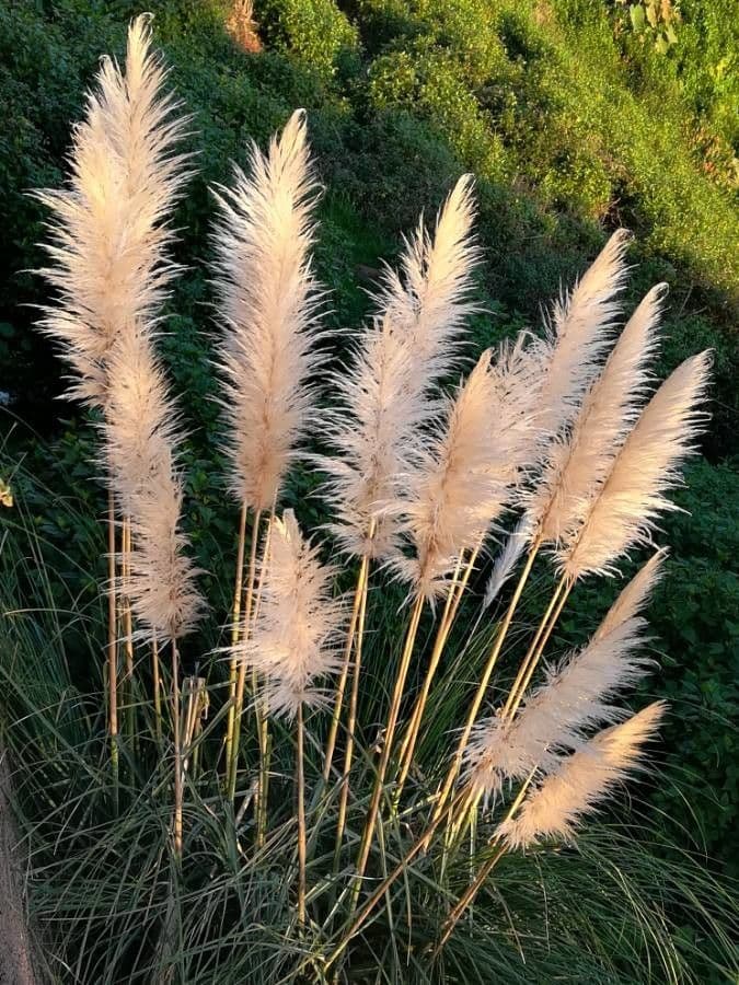 Erba delle pampas 10