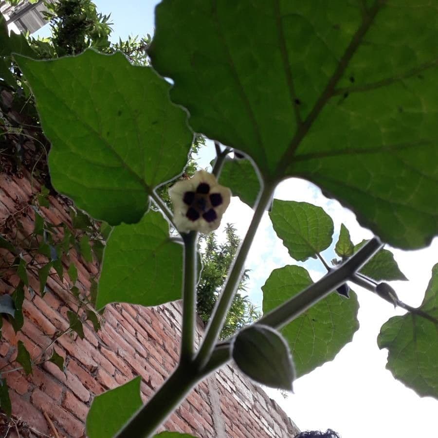 Physalis pubescent 8